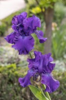 Iris x germanica Titan's Glory, summer June