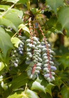 Mahonia japonica, spring March