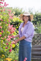Woman picking Lathyrus 'Geranium Pink' - Sweet Peas
