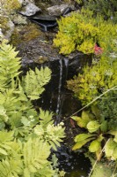 A mini waterfall amongst heather and ferns with candelabra primroses. Harbour Lights, Devon NGS garden. July. 