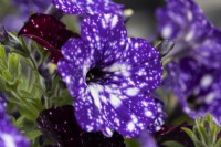 Galaxy, Night Sky  and  Midnight Sky, petunia flowers. Close up. Harbour Lights, Devon NGS garden. July. 