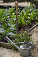 Old tin watering can  in vegetable garden
