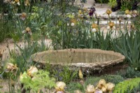 Still water bowl, made of waste aggregrate, surrounded with bearded Iris in a dry garden