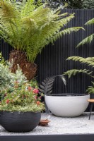 Small courtyard garden with containers of Tree Ferns and a large container pond fed with a spout in the shape of a fern leaf