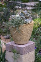 Large handmade terracotta pot filled with Echeveria glauca 'Silver Lining'