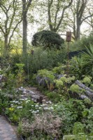 Nature repossesses a garden, planting surrounding a silver birch tree stump in a ruined garden.  Angelica archangelica, Yucca elephantipes, Saxifraga x urbium, Orlaya grandiflora and Ammi majus