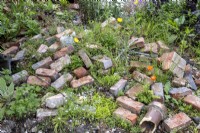 Nature repossesses a garden, an old pile of bricks being colonised by so-called weeds.