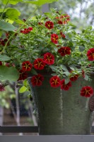 Calibrachoa 'Red Kiss' or 'Million Bells' in pot on greenhouse windowsill