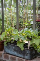 Vintage metal trough container planted with Melon 'Honey Bun' in greenhouse