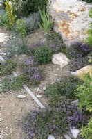 Thyme growing in gravel at the edge of a dry garden