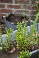 Small ponds in recycled tin trough and bucket containers
