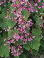 Begonia grandis evansiana  September 