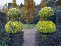 Clipped Buxus - Box - hedging and topiary Tulip trees in the background  East Ruston Old Vicarage, Norfolk.