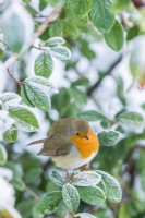 Robin perched on frosted branch of Cotoneasterr lacteus. December.