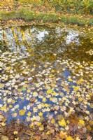 View of fallen leaves on the surface of an informal pond in a country cottage garden in Autumn - November