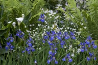 Iris sibirica 'Silver Edge, Zantendeschia 'Crowborough' in blue and white themed border, Matteuchia struthiopteris, Shuttle cock fern behind
