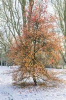 Liquidambar orientalis - sweet gum. Young specimen tree still holding on to colourful autumn leaves in early winter. December