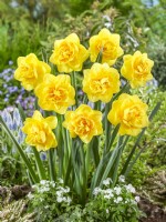 Narcissus Double Signature Name, spring April