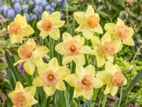 Narcissus Tropical Blend, spring March