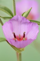 Clarkia  'Pink Buttercups'  July