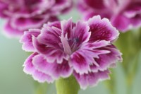 Dianthus caryophyllus  'Lady Margo'  Pinks  July