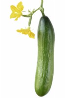 Cucumis sativus  'Mini Munch'  Cucumber and flowers  All female F1 Hybrid  August