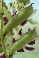 Vicia faba  'Crimson Flowered'  Broad bean pods and flowers  July

