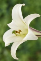 Lilium formosanum var. pricei  Dwarf Formosa lily  Species lily  July