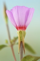 Clarkia  'Pink Buttercups'  July
