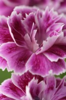 Dianthus caryophyllus  'Lady Margo'  Pinks  July