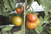 Solanum lycopersicum Tomato 'Russian Striped Ox Heart' 