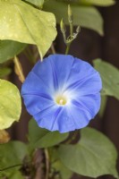 Ipomea purpurea 'Heavenly Blue' Morning Glory 'Heavenly Blue'
