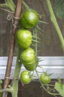 Solanum lycopersicum tomato 'Russian Striped Ox Heart' 