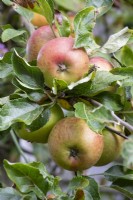 Malus domestica apple 'Discovery'