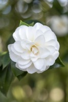 Camellia japonica 'Imbricata Alba'