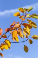 Cotinus 'Flame' - Autumn colour against blue sky