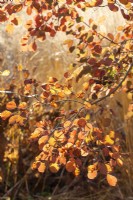 Cotinus Dusky Maiden 'Londus' - Autumn colour