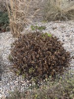 Dwarf hebe in a gravel garden showing severe damage after unusually cold winter temperatures. February