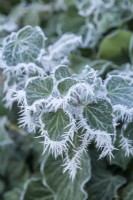 Tufts of needle-shaped rime ice crystals formed on dark green ivy leaves. January.
