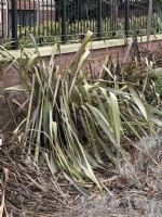 Phormium showing severe damage after unusually cold winter temperatures. February