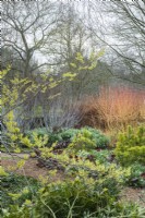 View of Winter Garden. Hamamelis japonica 'Zuccariniana', Salix irrorata , Cornus sanguinea 'Midwinter Fire', Pinus mugo 'Ophir', bergenias and snowdrops. February.