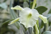 Rhyncholaelia glauca syn. Brassavola glauca. Closeup of highly night scented orchid flower. February.