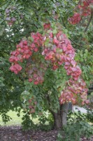 Acer rubrum Red Maple 