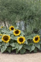 Helianthus Sunflower and 'Little Dorrit' Asparagus 'Connovers Collosal'
