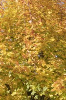 Acer platanoides 'Drummondii' Norway Maple displaying autumn colours