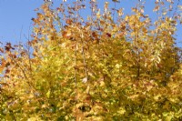 Acer platanoides 'Drummondii' Norway Maple displaying autumn colours