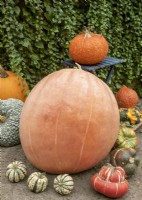 Pumpkin mix with Cucurbita maxima, autumn October