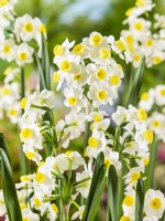 Narcissus tazetta Avalux, winter December
