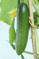 Cucumis sativus  'Mini Munch'  Cucumber in greenhouse  All female F1 Hybrid  July