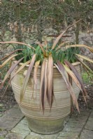Cordyline indivisa - mountain cabbage tree in a container showing severe damage after unusually cold winter temperatures. February